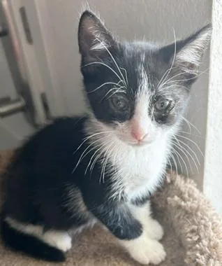 A baby medium-sized male Black & White / Tuxedo Domestic Short Hair cat named McBride for adoption in North Highlands, CA