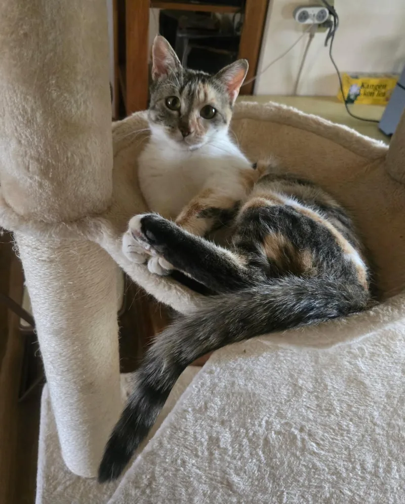 An adult medium-sized female Calico Domestic Short Hair cat named Lucy for adoption in Sierra Vista, AZ