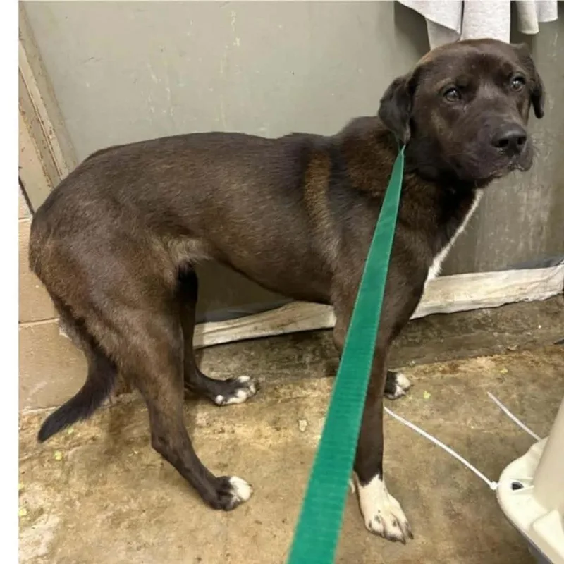 A young medium-sized female Brown / Chocolate Labrador Retriever dog named Randa for adoption in Melbourne, KY