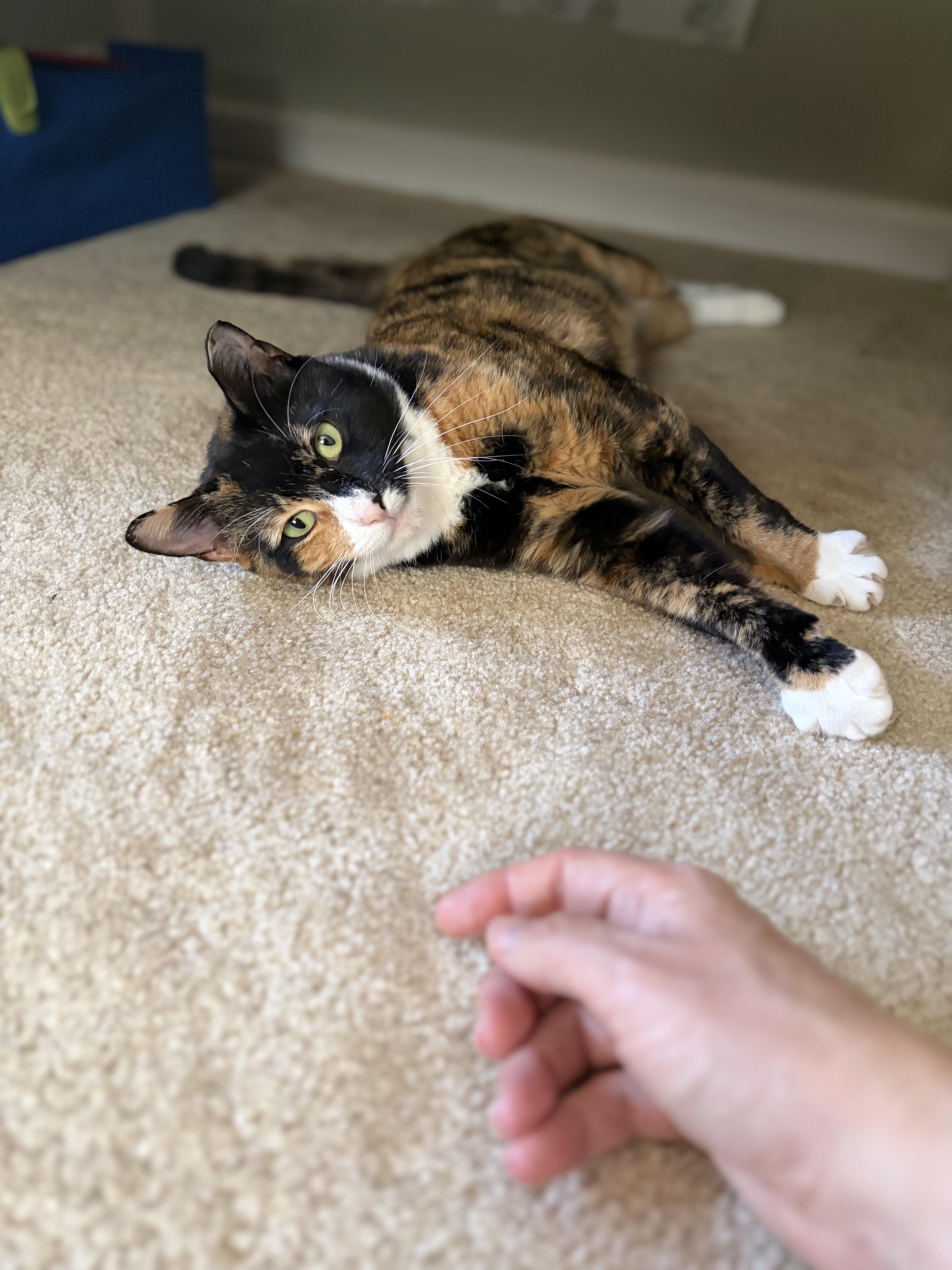 An adult medium-sized female Calico American Shorthair cat named Penny for adoption in Bordentown, NJ