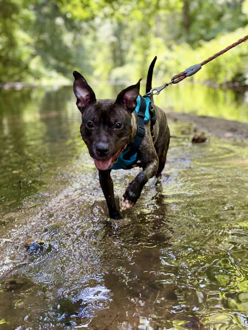An adult medium-sized female Brindle Pit Bull Terrier dog named Birdie for adoption in Port Washington, NY