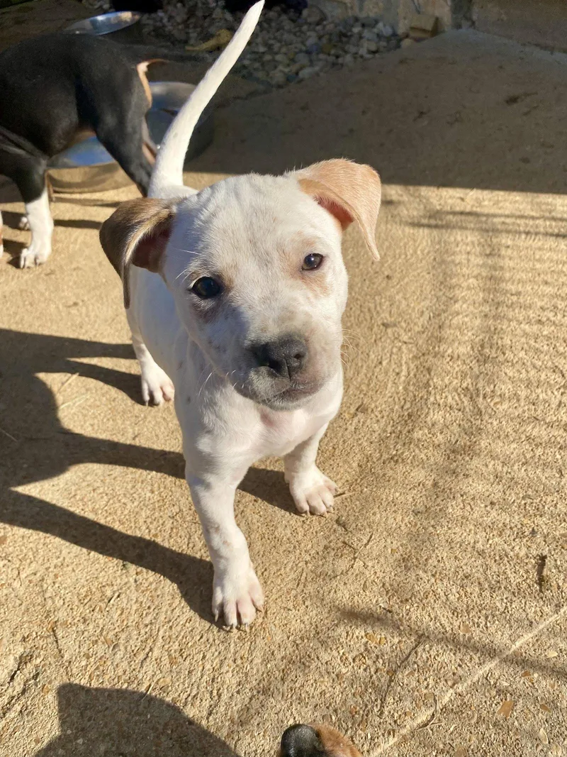 A baby medium-sized female Hound dog named Opal for adoption in Barnhart, MO