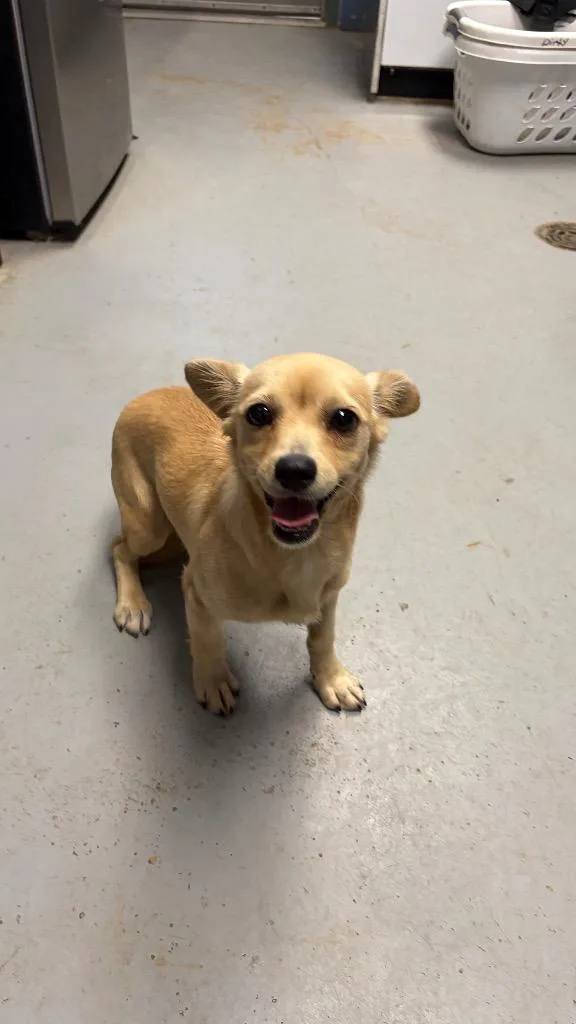 A young small-sized male Chihuahua dog named Piper for adoption in Missouri City, TX
