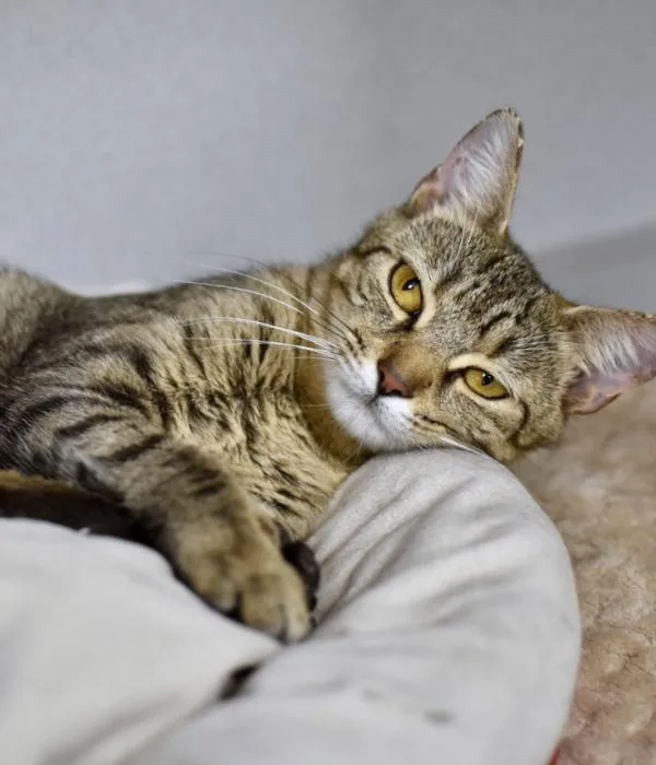 An adult medium-sized female Tabby (Brown / Chocolate) Domestic Short Hair cat named Tiramisu for adoption in Marietta, GA