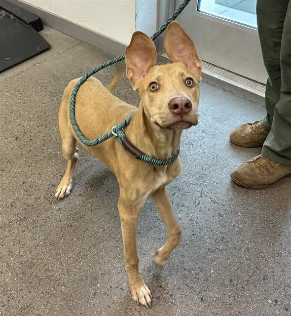 A young large-sized male Pit Bull Terrier dog named Ducky for adoption in Mesa, AZ
