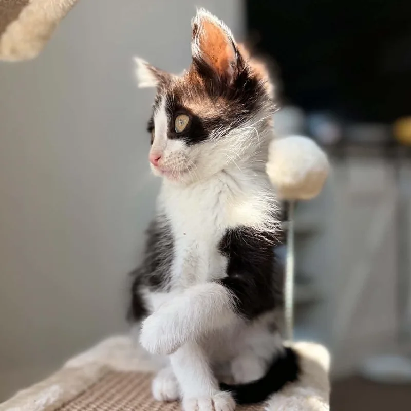A baby small-sized male Black Domestic Short Hair cat named Mittens for adoption in West Olive, MI