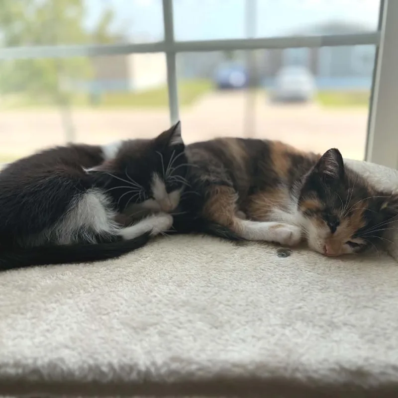 Mittens thumbnail 2