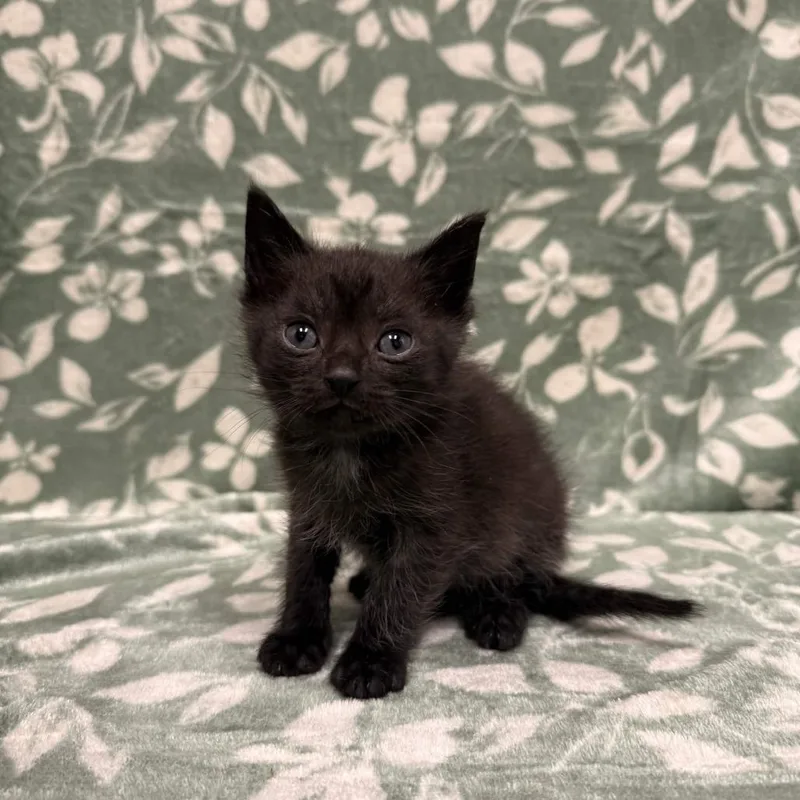 A baby small-sized male Black Domestic Short Hair cat named Ringo for adoption in Delaware, OH