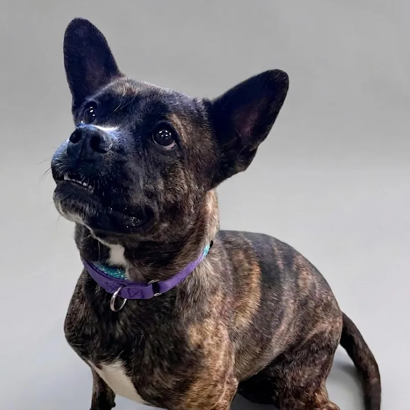 An adult medium-sized female Brindle Corgi dog named Twila for adoption in Enid, OK