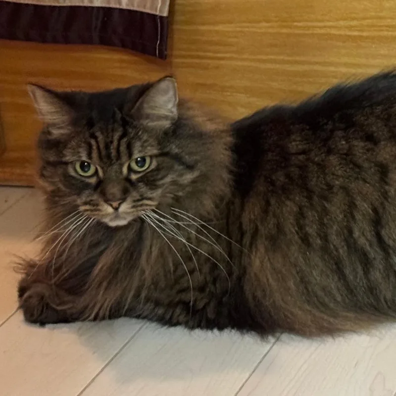 A senior large-sized male Brown / Chocolate Domestic Long Hair cat named Brutus for adoption in Jupiter, FL