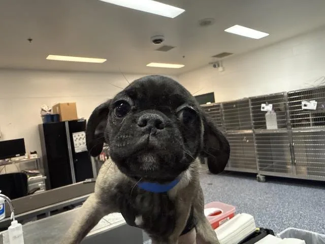 Pugsly