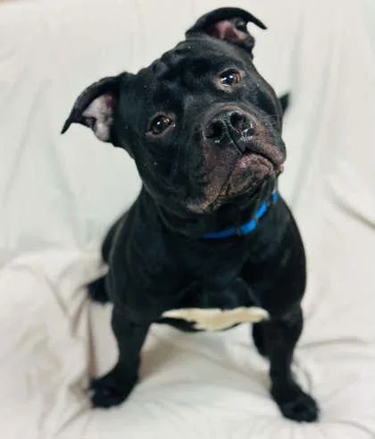 An adult large-sized male Mixed Breed dog named Kelvin for adoption in West Chester, PA