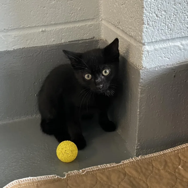 A baby small-sized male Black Domestic Short Hair cat named Freedom for adoption in Naples, FL
