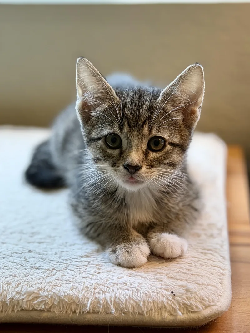A young medium-sized female Tabby (Brown / Chocolate) Domestic Short Hair cat named Brooke for adoption in Mission Viejo, CA