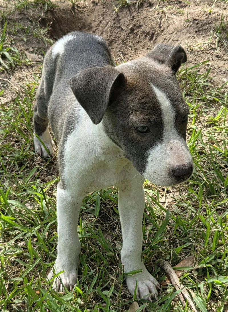 A baby large-sized female Gray / Blue / Silver Mixed Breed dog named Dahlia for adoption in Houston, TX
