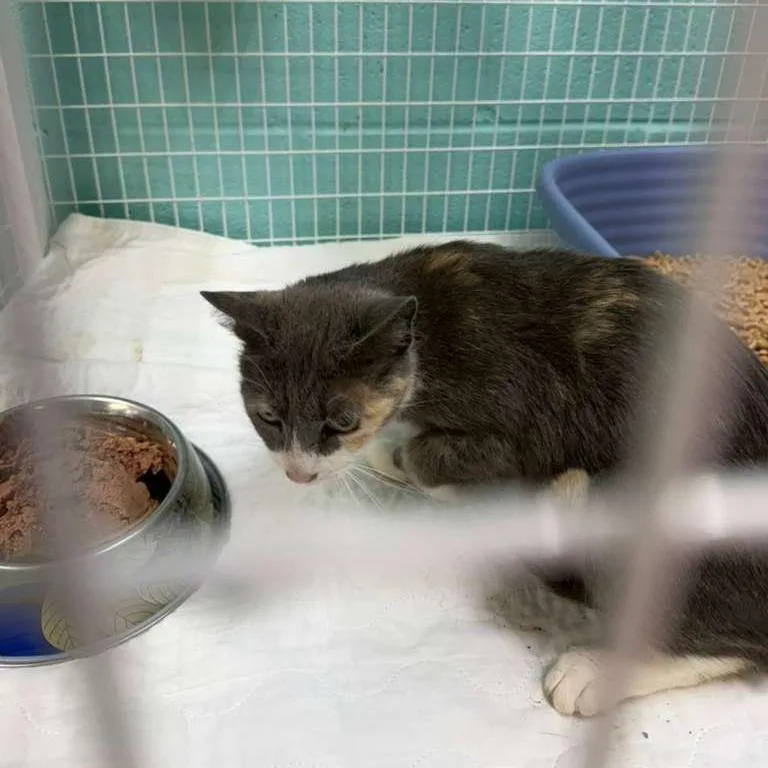 An adult medium-sized female Gray / Blue / Silver Domestic Short Hair cat named Mom for adoption in Gadsden, AL