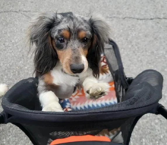 A young small-sized male Merle (Blue) Miniature Dachshund dog named Camp for adoption in Georgetown, KY