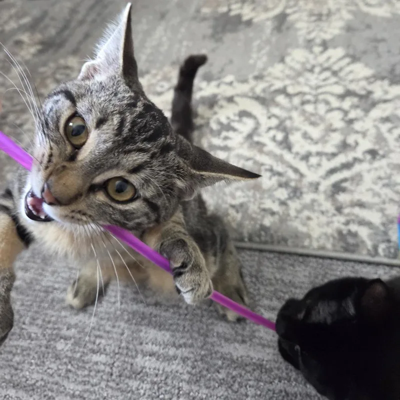 A baby small-sized male Domestic Short Hair cat named Almond Joy for adoption in Bismarck, ND