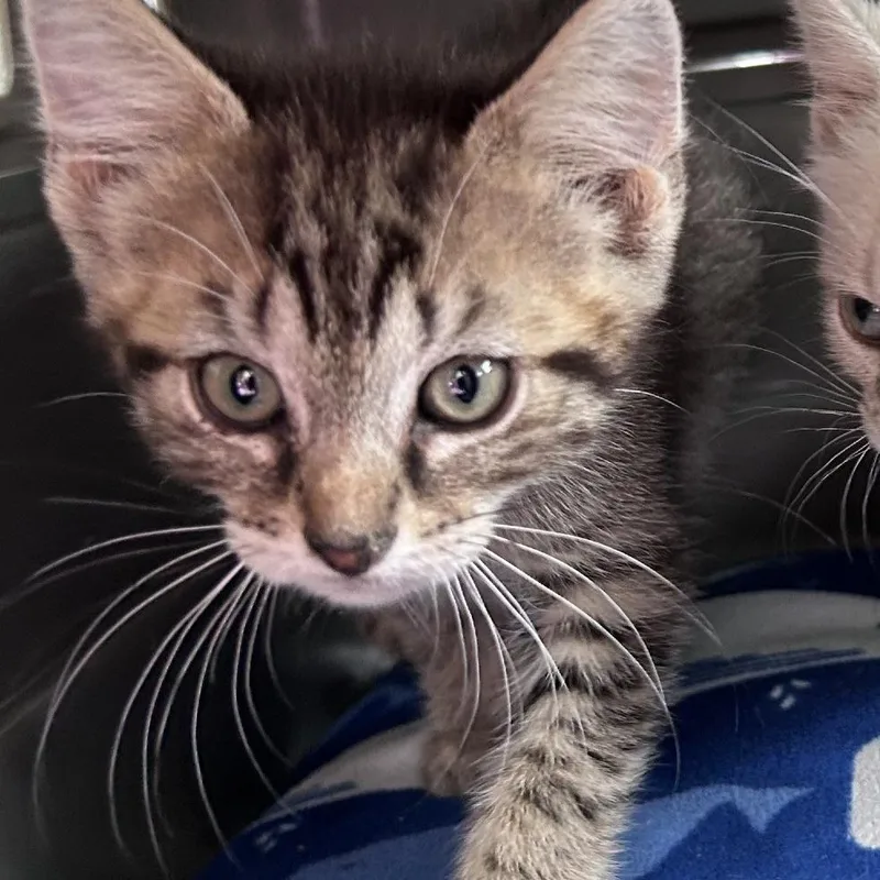 A baby small-sized male Gray / Blue / Silver Domestic Short Hair cat named Louie for adoption in Charlottesville, VA