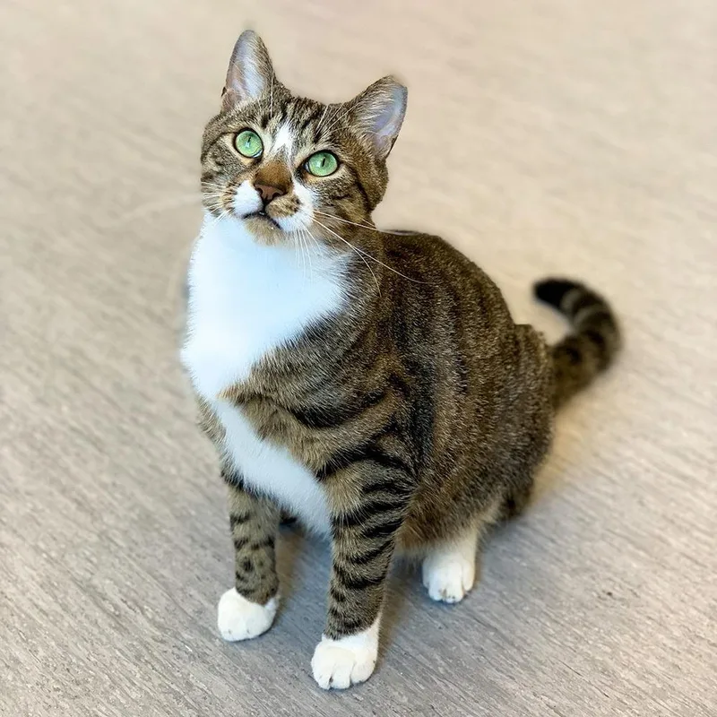 An adult large-sized male Brown / Chocolate Domestic Short Hair cat named BF MikeIe for adoption in Port Washington, NY