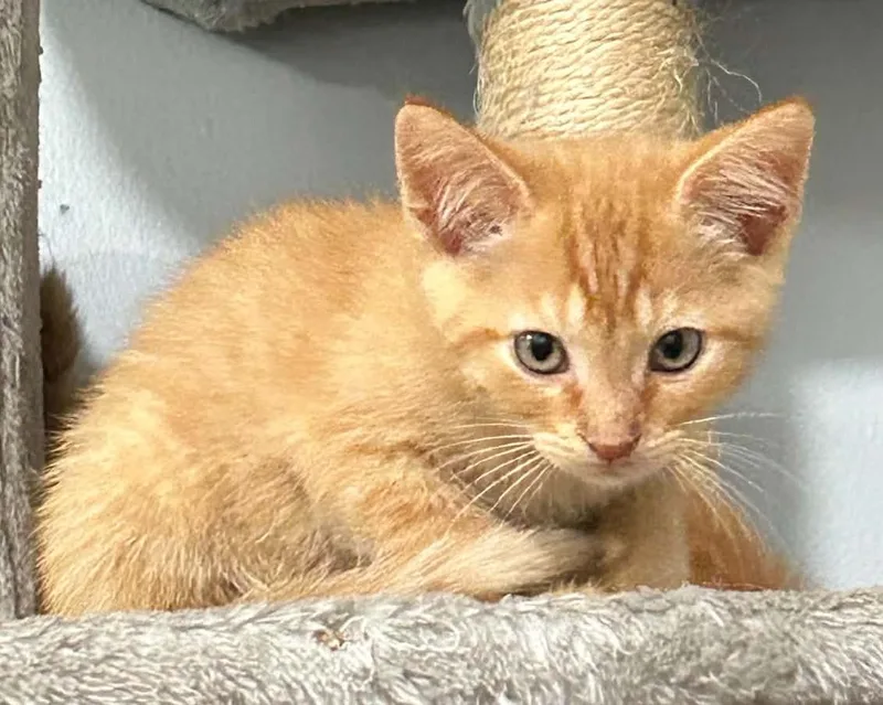 A baby small-sized male Orange & White Tabby cat named Crush for adoption in Beckley, WV