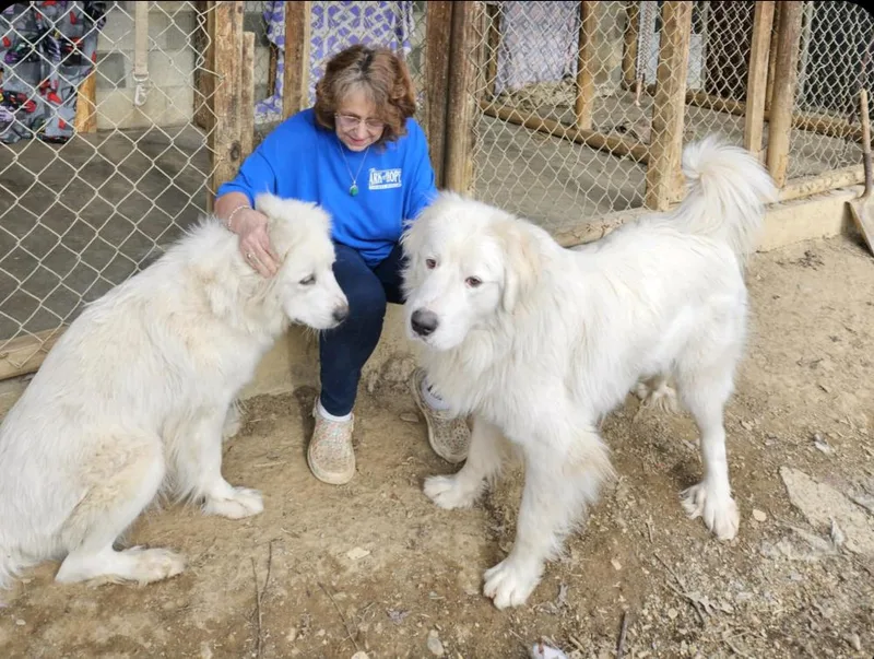 An adult large-sized female White / Cream Great Pyrenees dog named Beauty N Beastie Boy for adoption in Oldtown, MD