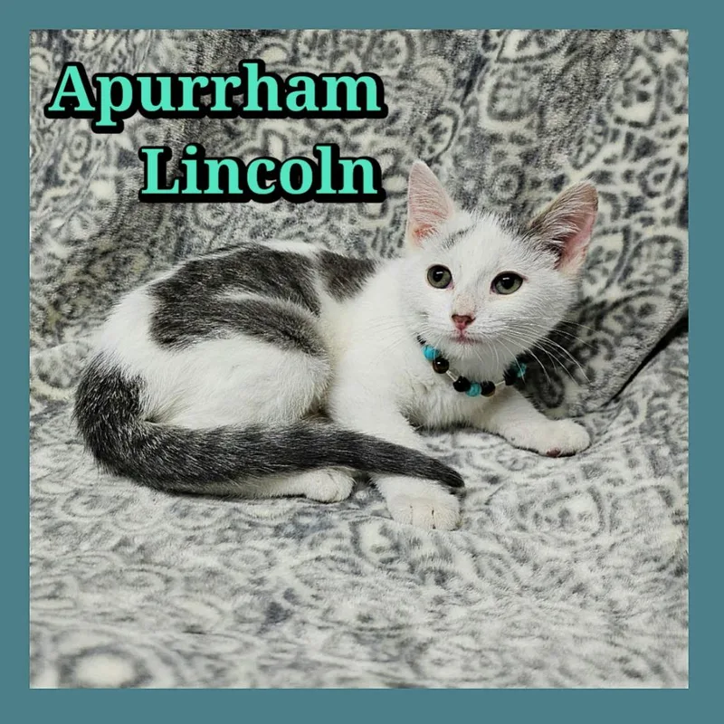 A baby small-sized male Domestic Short Hair cat named Apurrham Lincoln for adoption in Jacksonville, IL