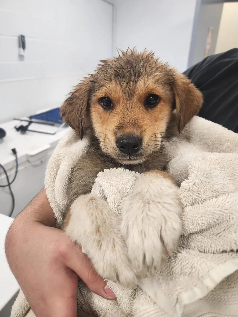 A baby medium-sized male German Shepherd Dog dog named Gomez for adoption in Belton, TX