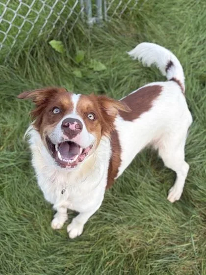 An adult medium-sized male Spaniel dog named Blake for adoption in Jefferson, WI