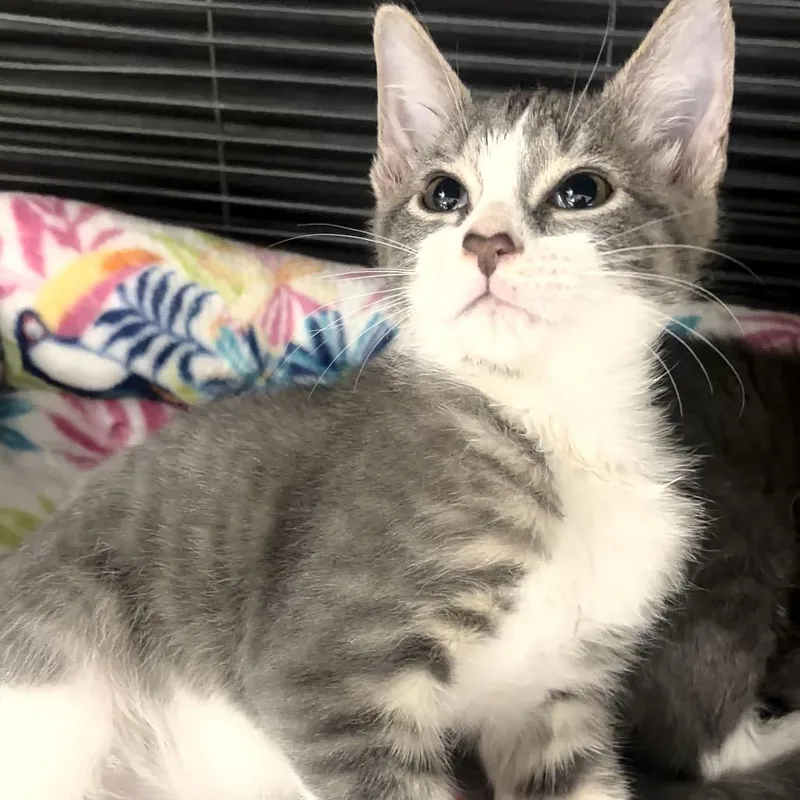 A baby small-sized male Domestic Short Hair cat named Casper for adoption in Sarasota, FL