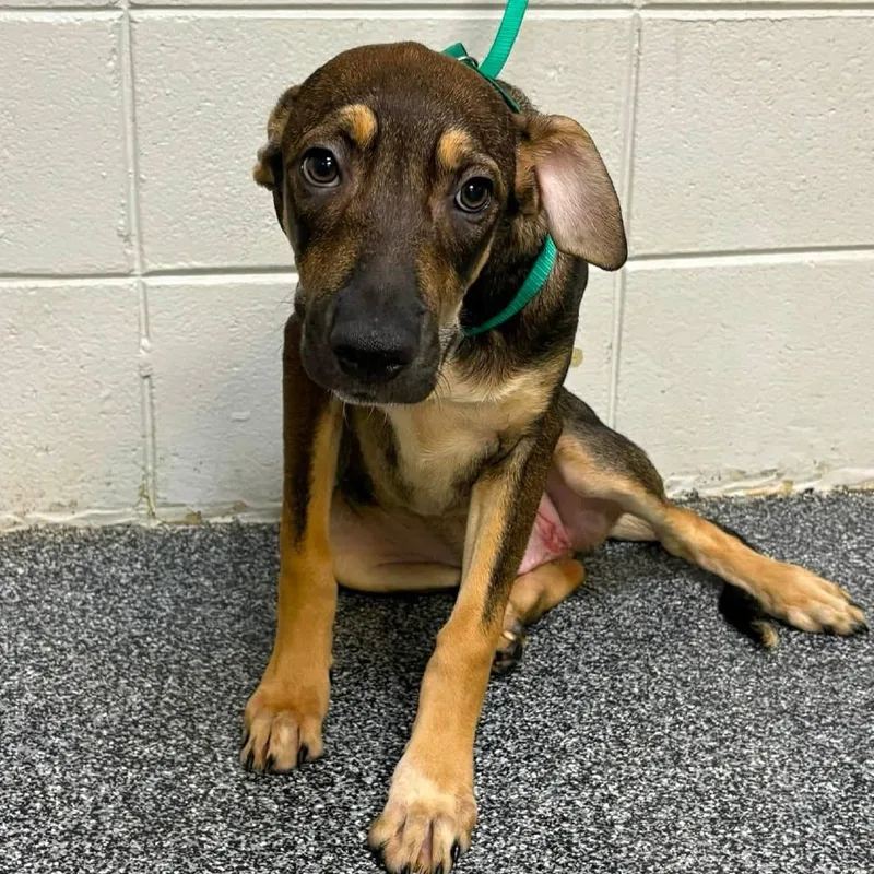 A young medium-sized male Brown / Chocolate Mixed Breed dog named Bop for adoption in Long Island City, NY