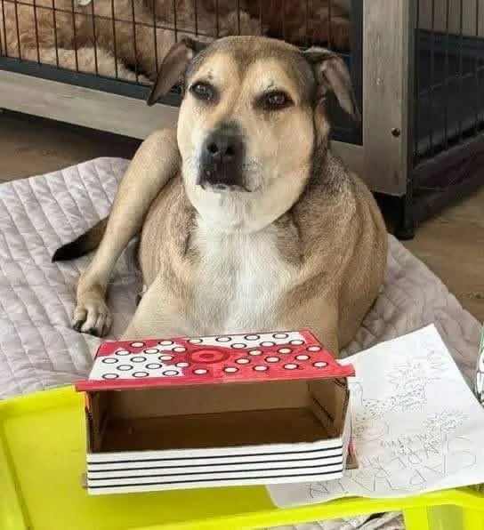 A senior large-sized female Shepherd dog named Remi for adoption in Pipe Creek, TX