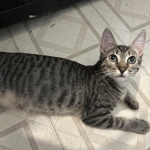 A baby medium-sized male Domestic Short Hair cat named Fishtank for adoption in San Antonio, TX