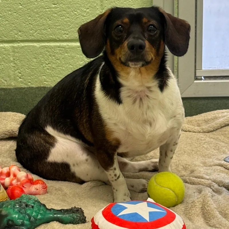 A young small-sized male Brown / Chocolate Dachshund dog named Winston for adoption in West Palm Beach, FL
