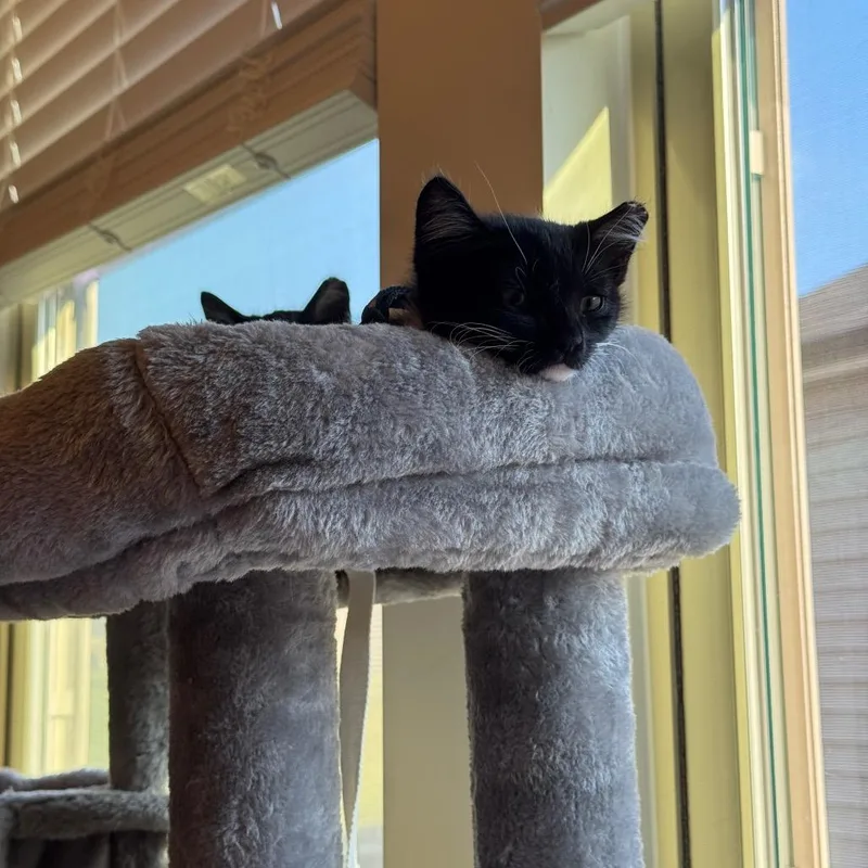 A baby small-sized female Black Domestic Short Hair cat named Dilly for adoption in Durham, NC