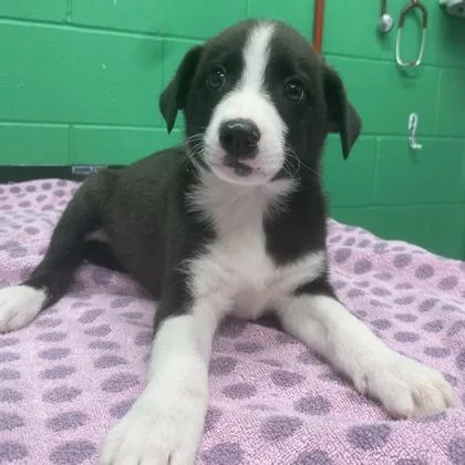A baby small-sized male Mixed Breed dog named Terry for adoption in Munster, IN