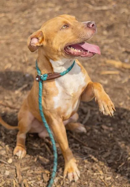 An adult large-sized male Mixed Breed dog named Mock for adoption in Chamblee, GA
