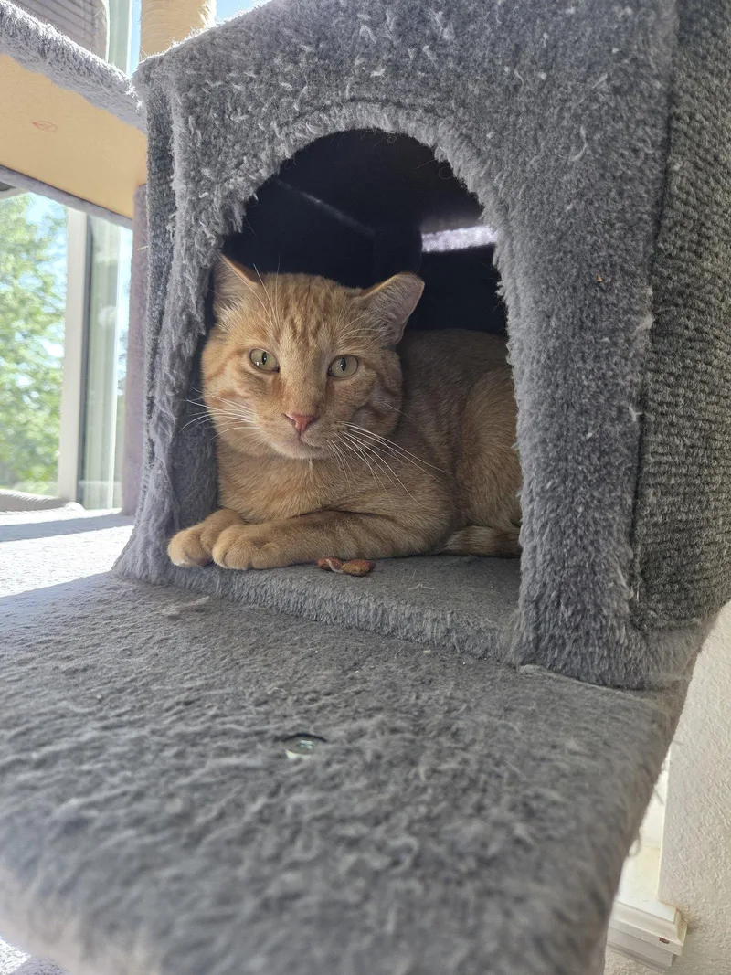 An adult medium-sized male Orange / Red Domestic Short Hair cat named Doolin for adoption in Aurora, CO