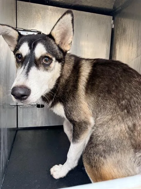 A young medium-sized female Husky dog named Sizzy for adoption in San Antonio, TX