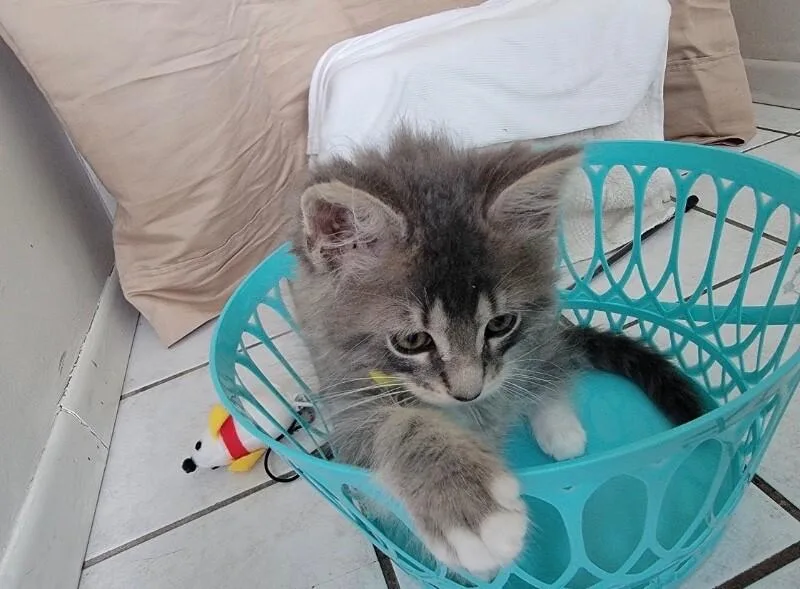 A young medium-sized male Tabby (Brown / Chocolate) Domestic Long Hair cat named Theodore for adoption in North Babylon, NY