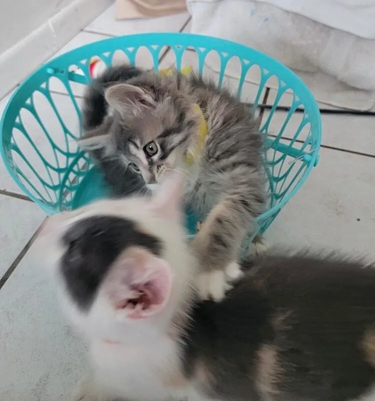 Theodore thumbnail 3