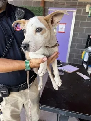 A baby medium-sized female White / Cream Pit Bull Terrier dog named 61805226 for adoption in El Paso, TX