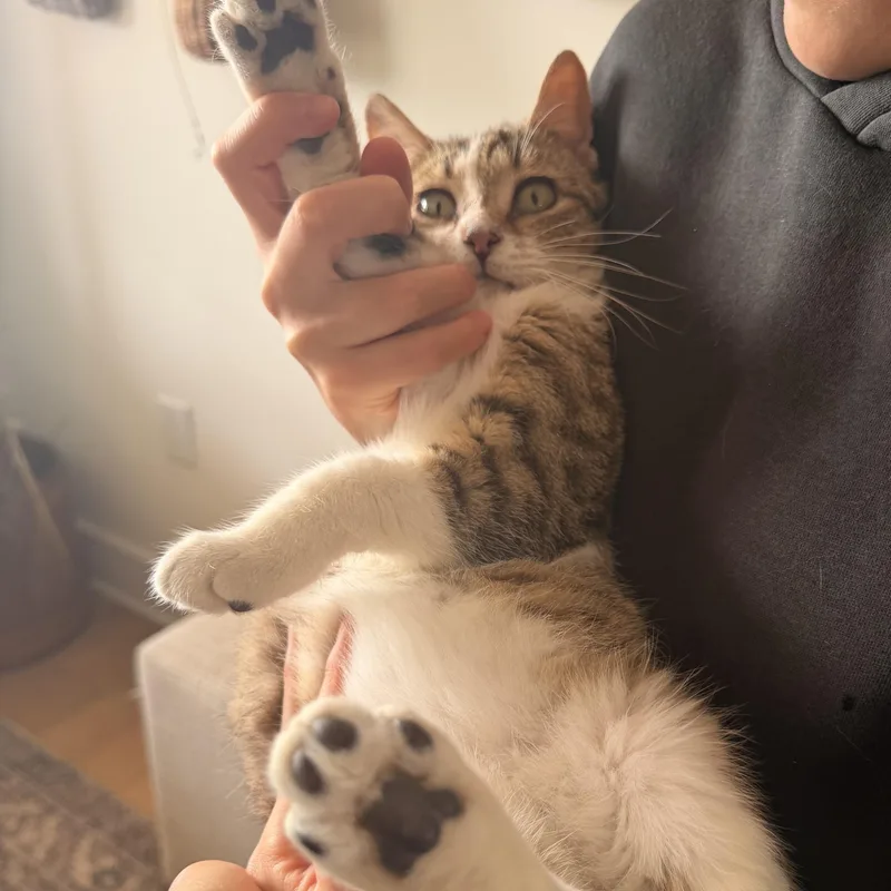 Olliethe Cat Dog thumbnail 2