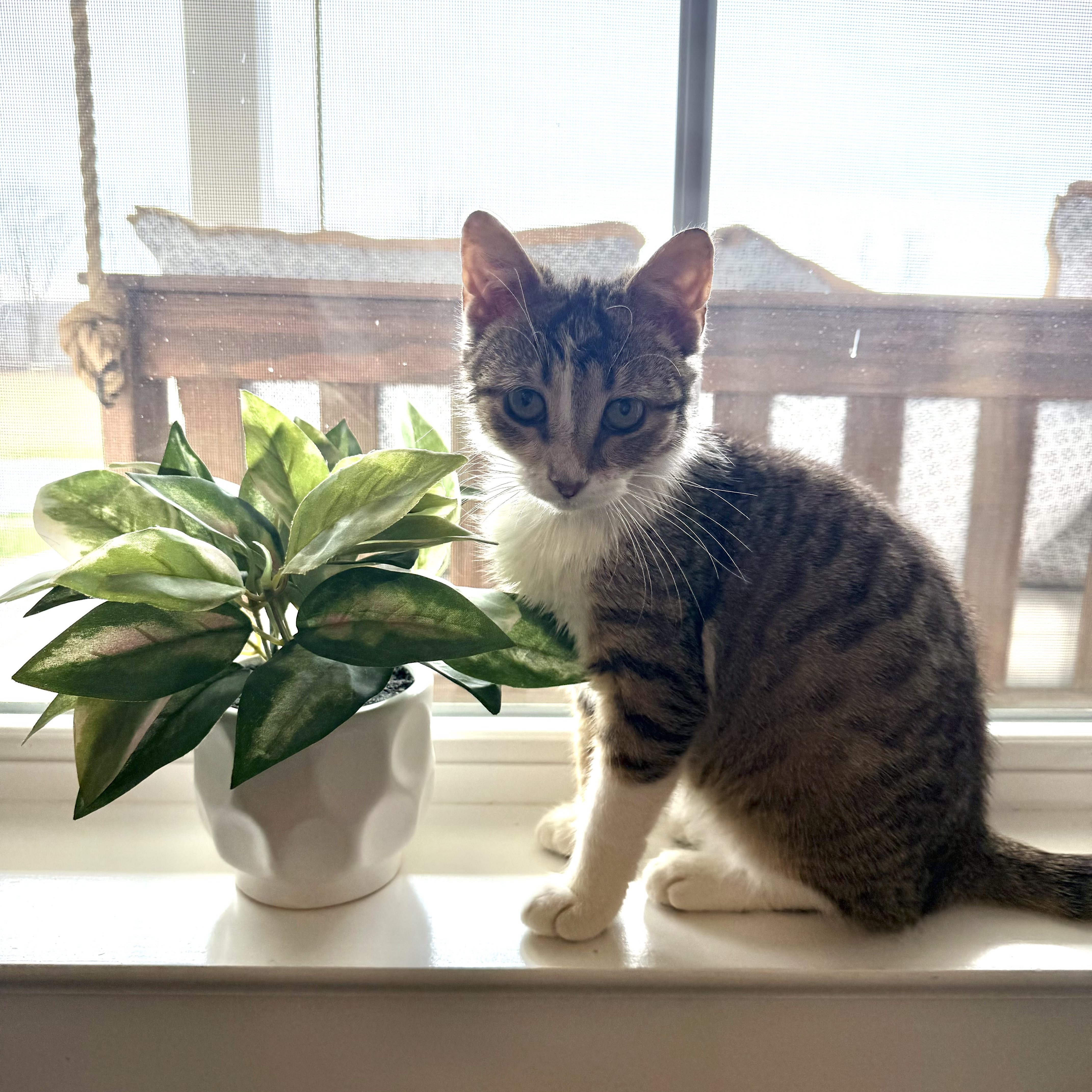 Olliethe Cat Dog thumbnail 3