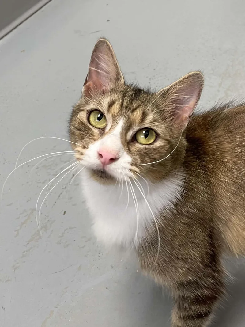 An adult medium-sized female Domestic Medium Hair cat named Cinnamon for adoption in Covington, VA