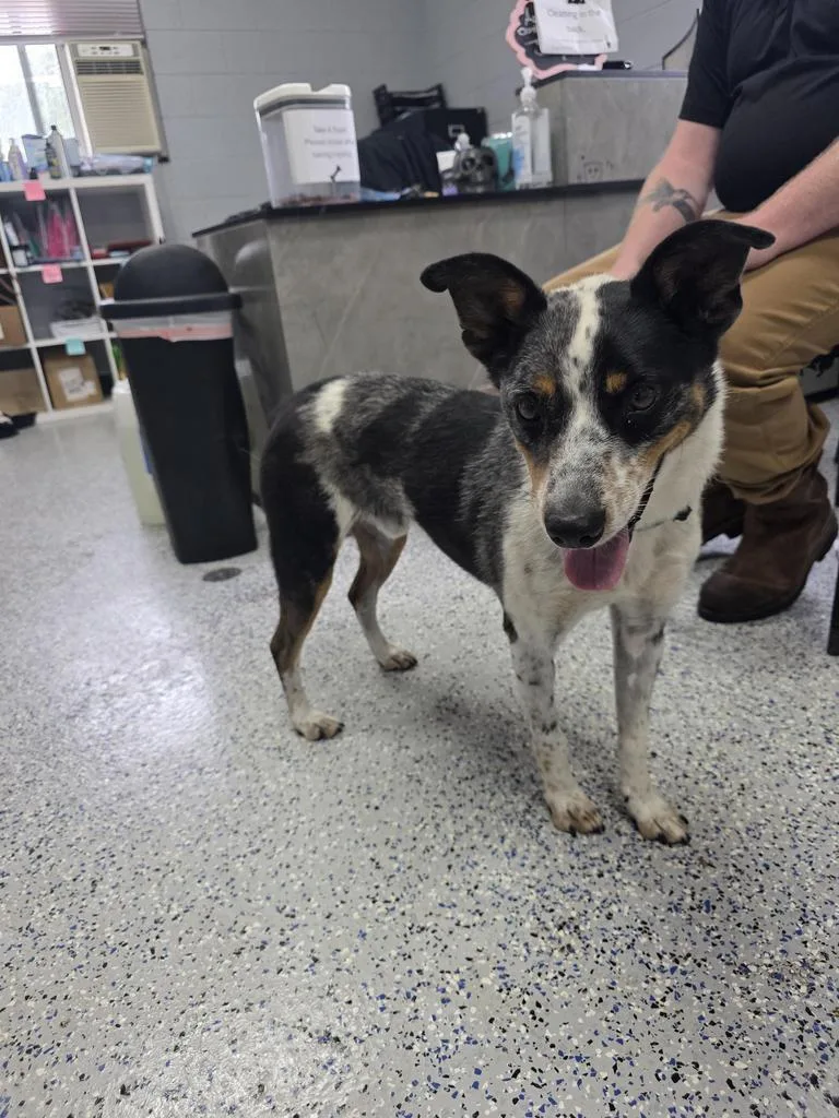 An adult medium-sized male Cattle Dog dog named Bandit for adoption in Holbrook, AZ