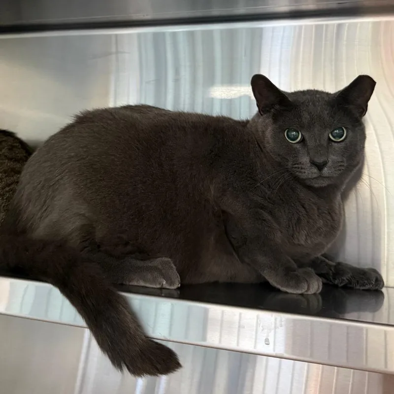 An adult extra large-sized male Gray / Blue / Silver Domestic Short Hair cat named Stormy for adoption in Sarasota, FL