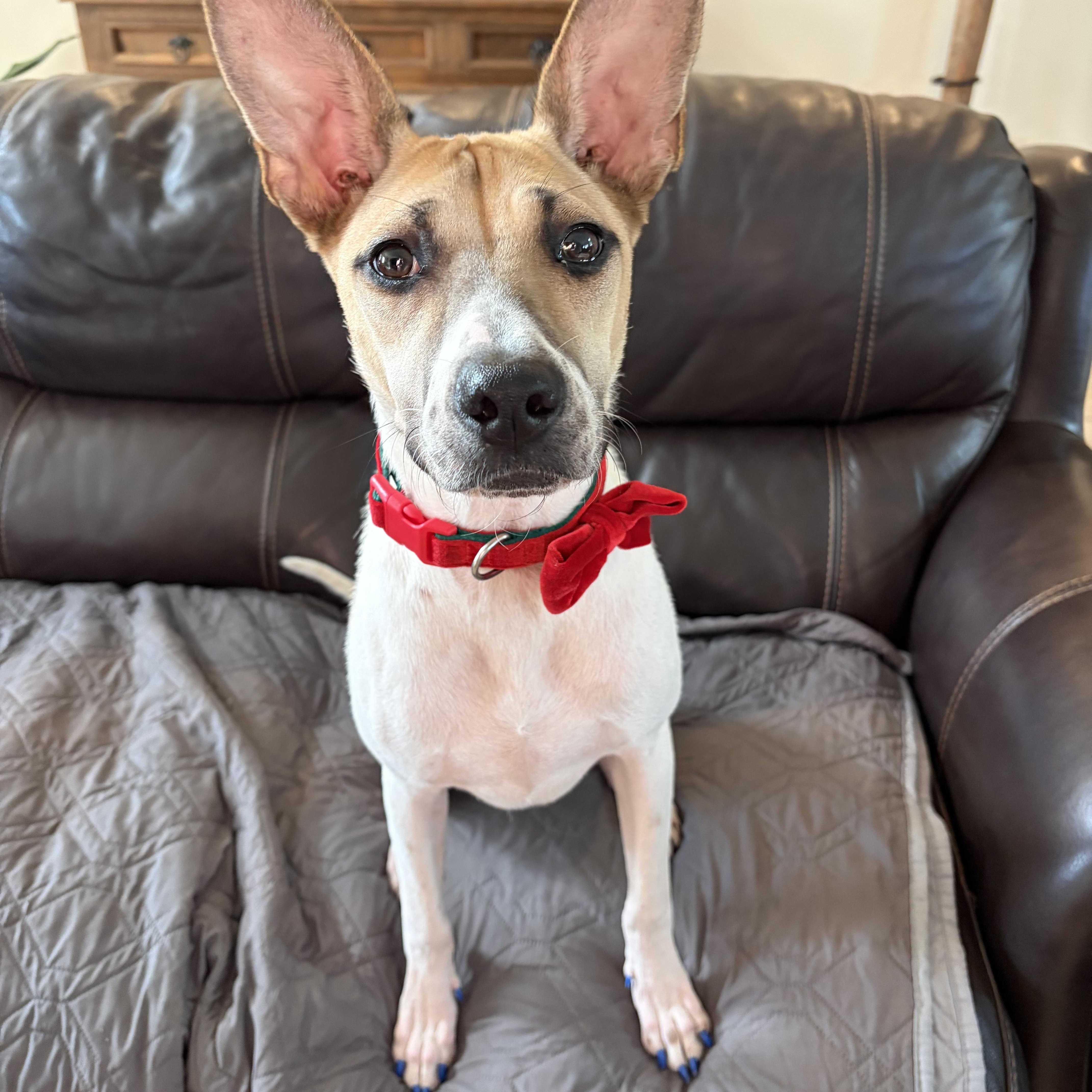 A baby medium-sized female Tricolor (Brown, Black, & White) Australian Cattle Dog / Blue Heeler dog named Daisy for adoption in Poway, CA