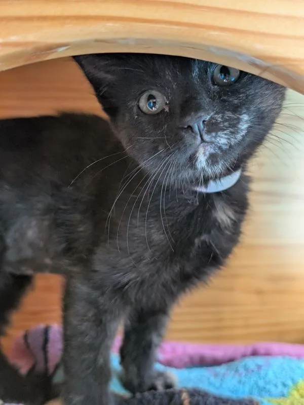 A baby small-sized female Domestic Short Hair cat named Sasha for adoption in Monterey, CA