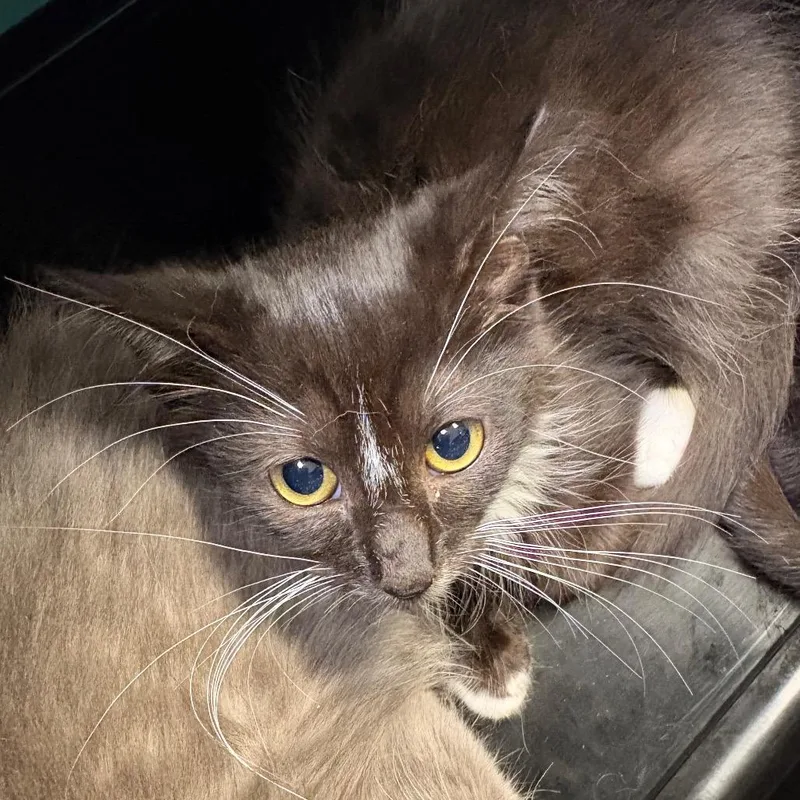 A baby small-sized male Black Domestic Short Hair cat named Mr. Meowgi for adoption in Fredericksburg, VA
